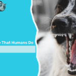 Things Dogs Hate That Humans Do