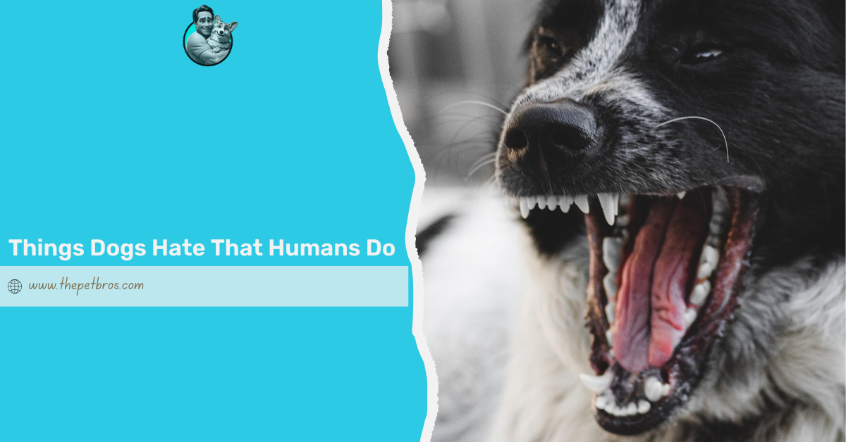 Things Dogs Hate That Humans Do