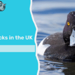 types of ducks