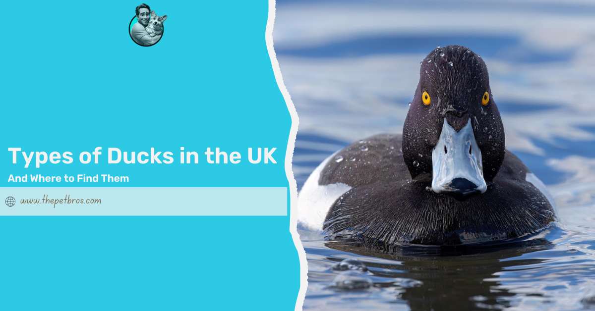 types of ducks