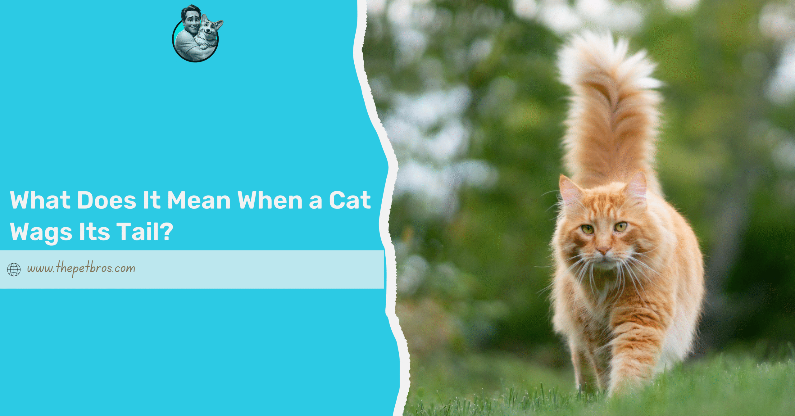 What Does It Mean When a Cat Wags Its Tail? 7 Key Meanings