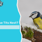 where do blue tits nest