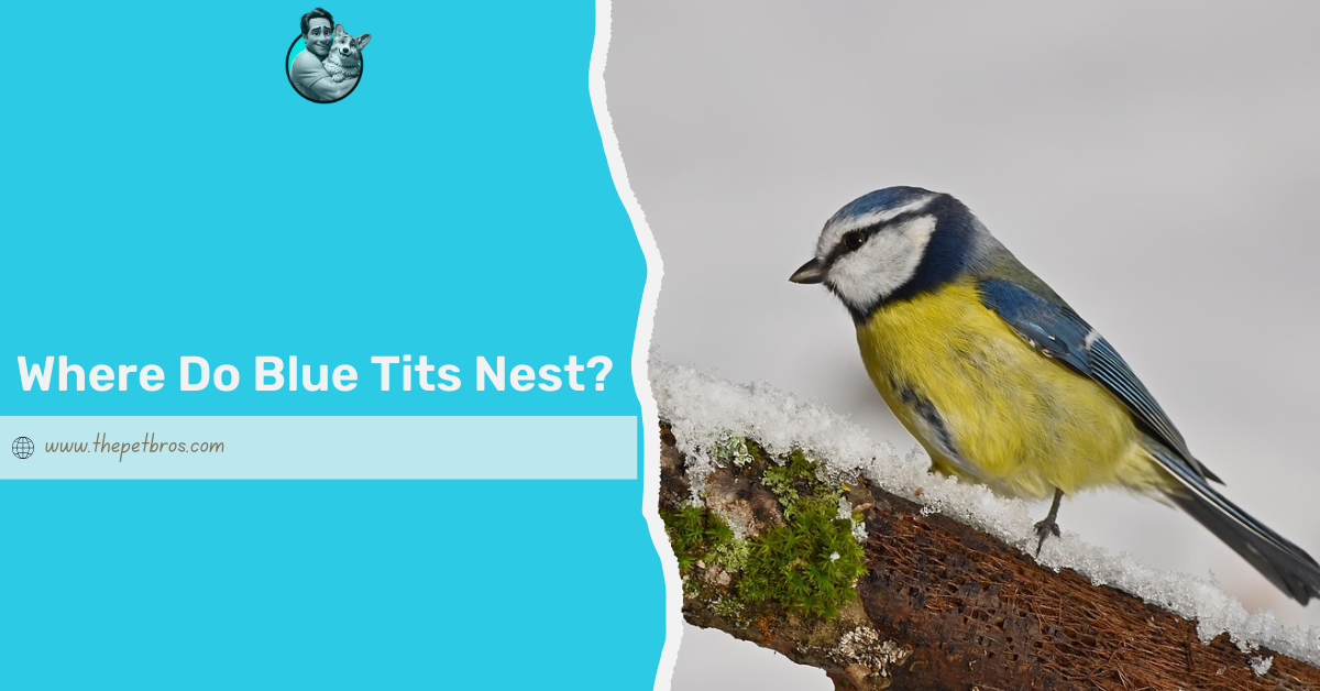 where do blue tits nest