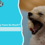 why does my dog yawn so much