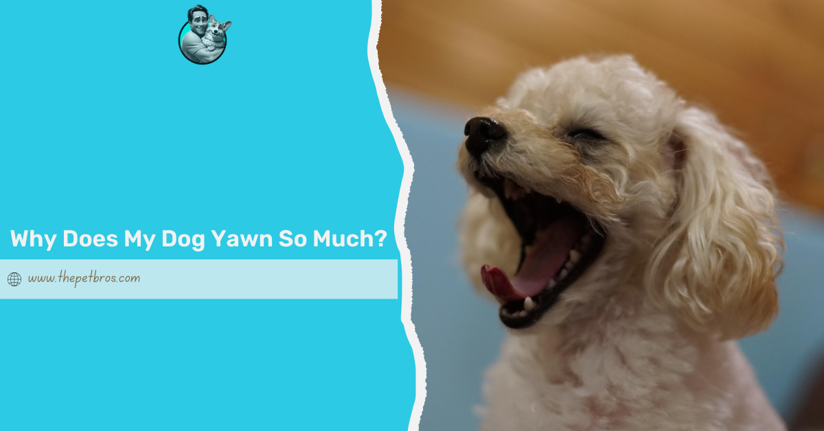 why does my dog yawn so much