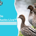 How long do domestic ducks live