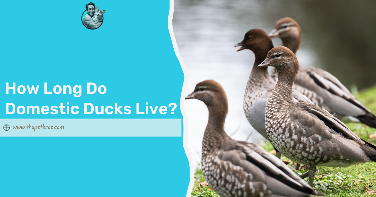 How long do domestic ducks live