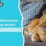 orange cat behaviour