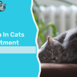 pneumonia in cats home treatment