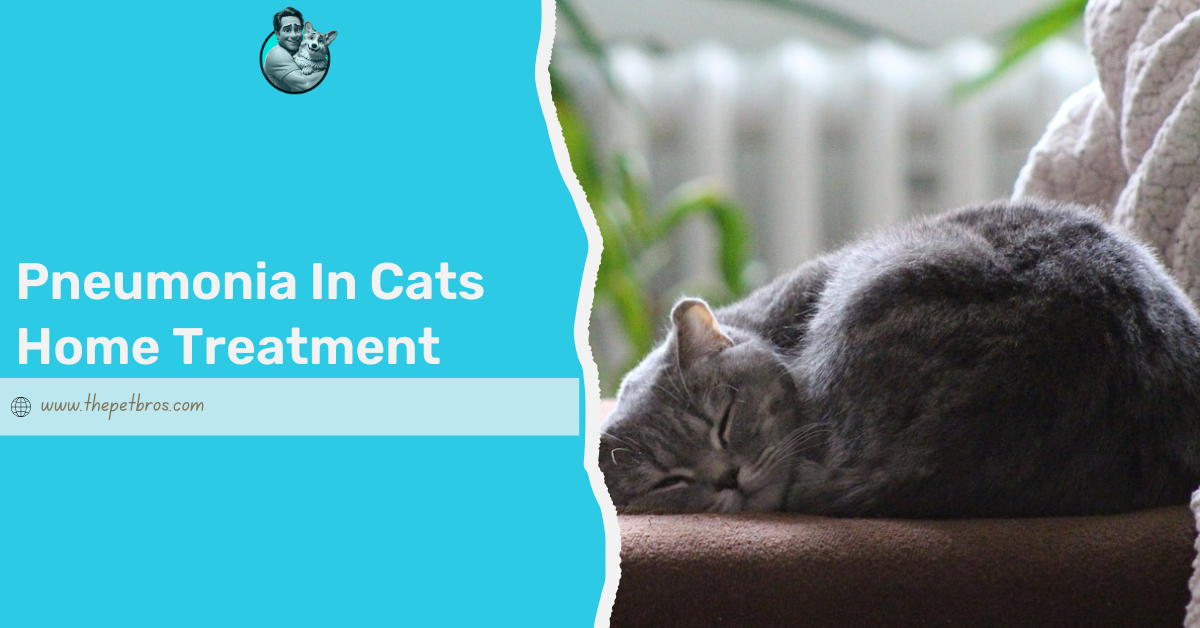 pneumonia in cats home treatment