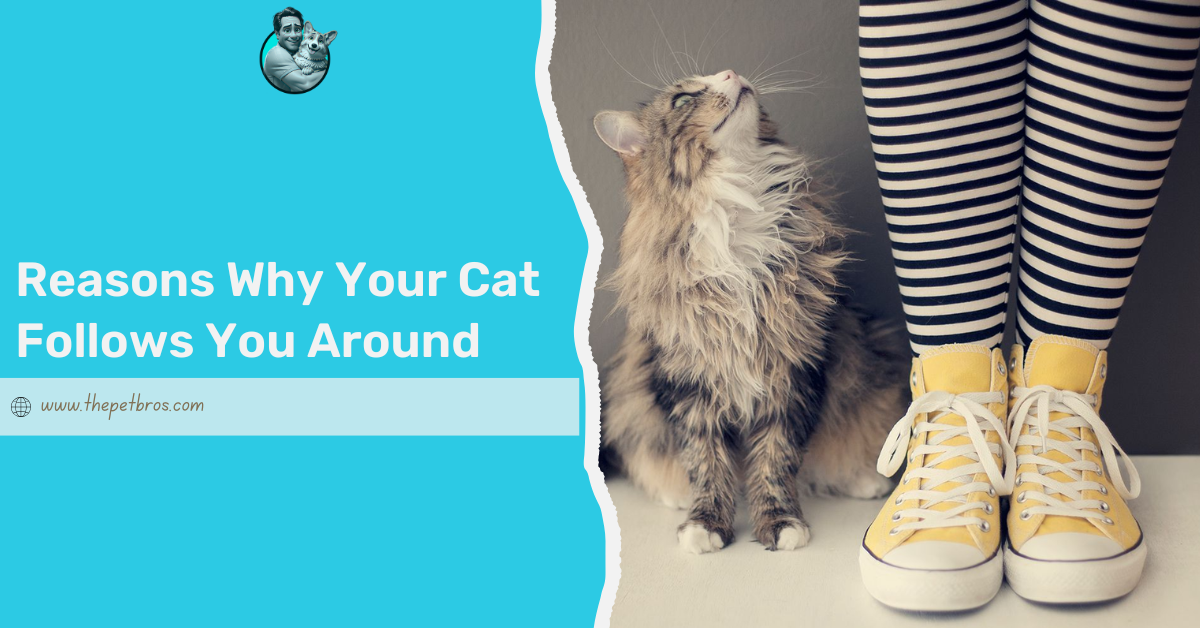 Reasons Why Your Cat Follows You Around