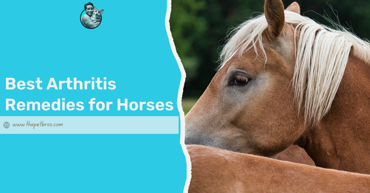 best arthritis remedies for horses