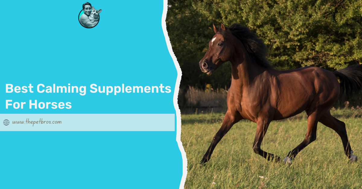 calming supplements for horses