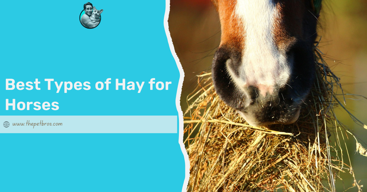 types of hay for horses