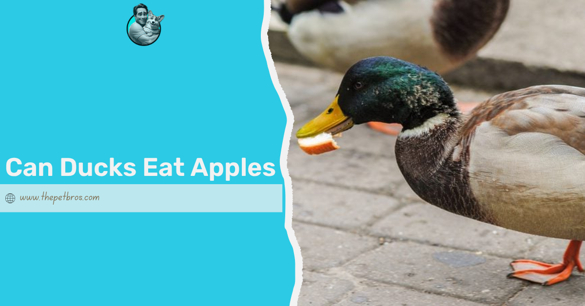 can ducks eat apples