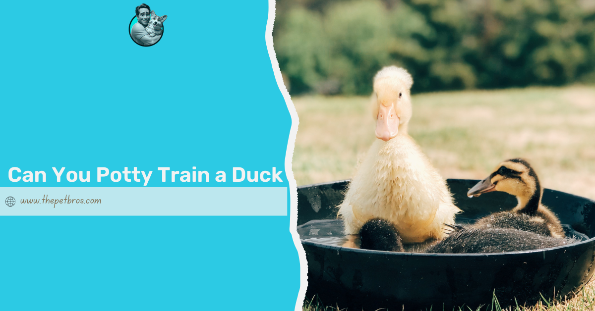 can you potty train a duck