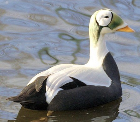 Eider Swimming in a shallow lake