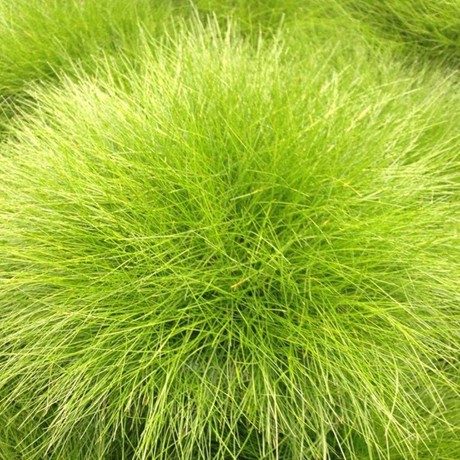 Best Types of Hay for Horses Fescue