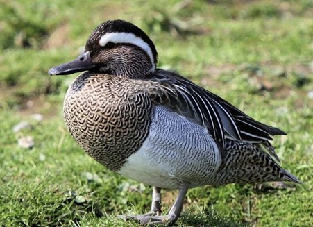 Garganey