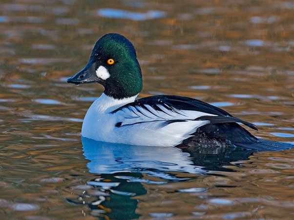Goldeneye is one of the favourite duck breeds in the UK