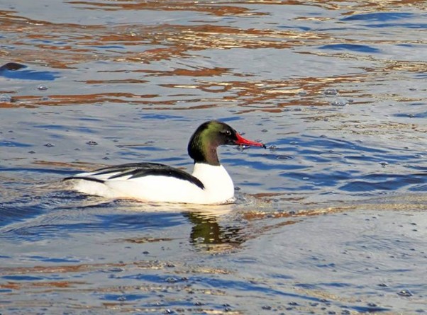 Goosander