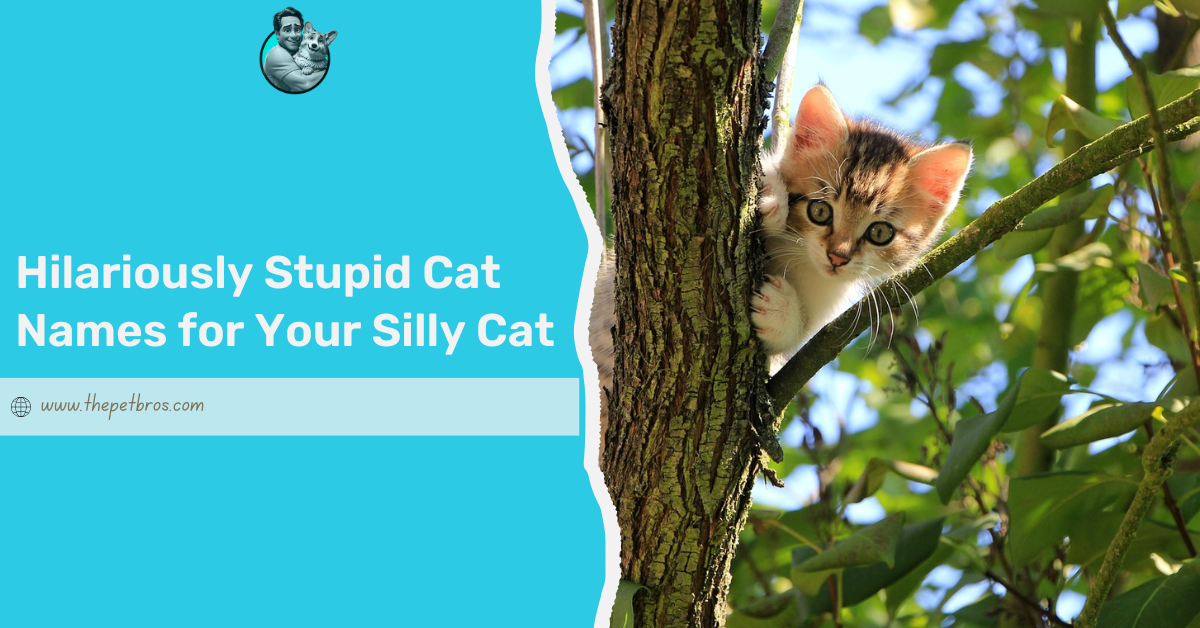 stupid cat names