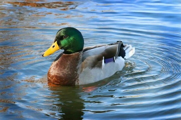 Mallard Found in the UK