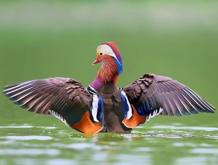 mandarin