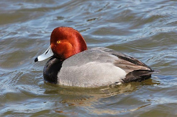 Pochard
