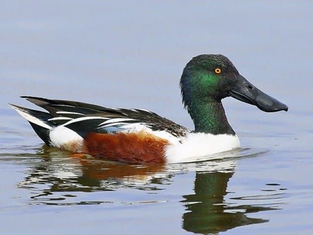 Shoveler is one of the popular duck breeds in the UK