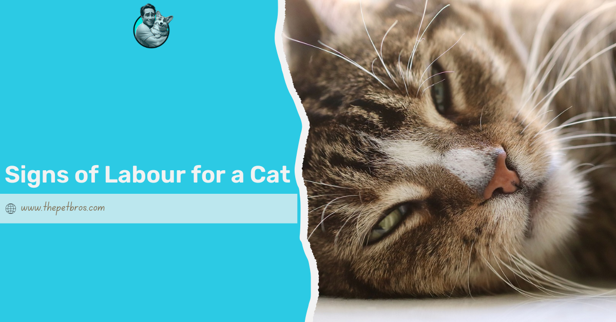 signs of labour for a cat