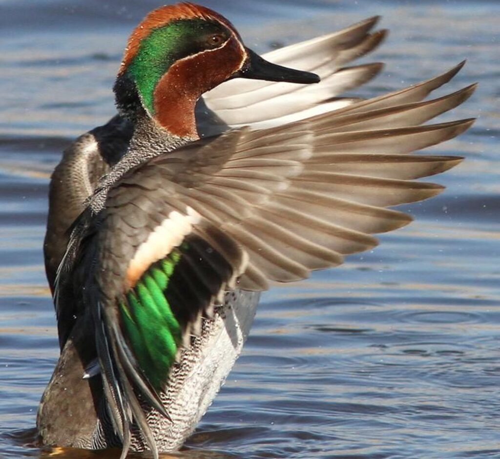 Teal Duck Breeds