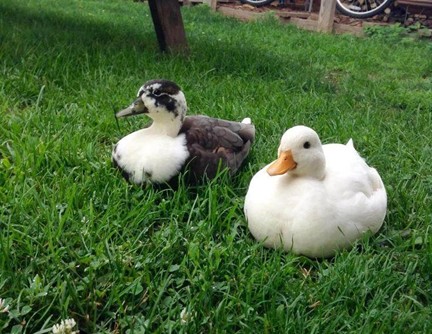 The Call Duck