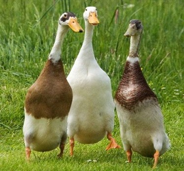 The Indian Runner is one of the types of domestic ducks