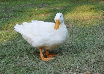 types of domestic ducks Pekin