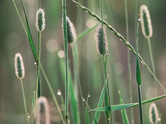 Timothy Grass is one of the Best Types of Hay for Horses