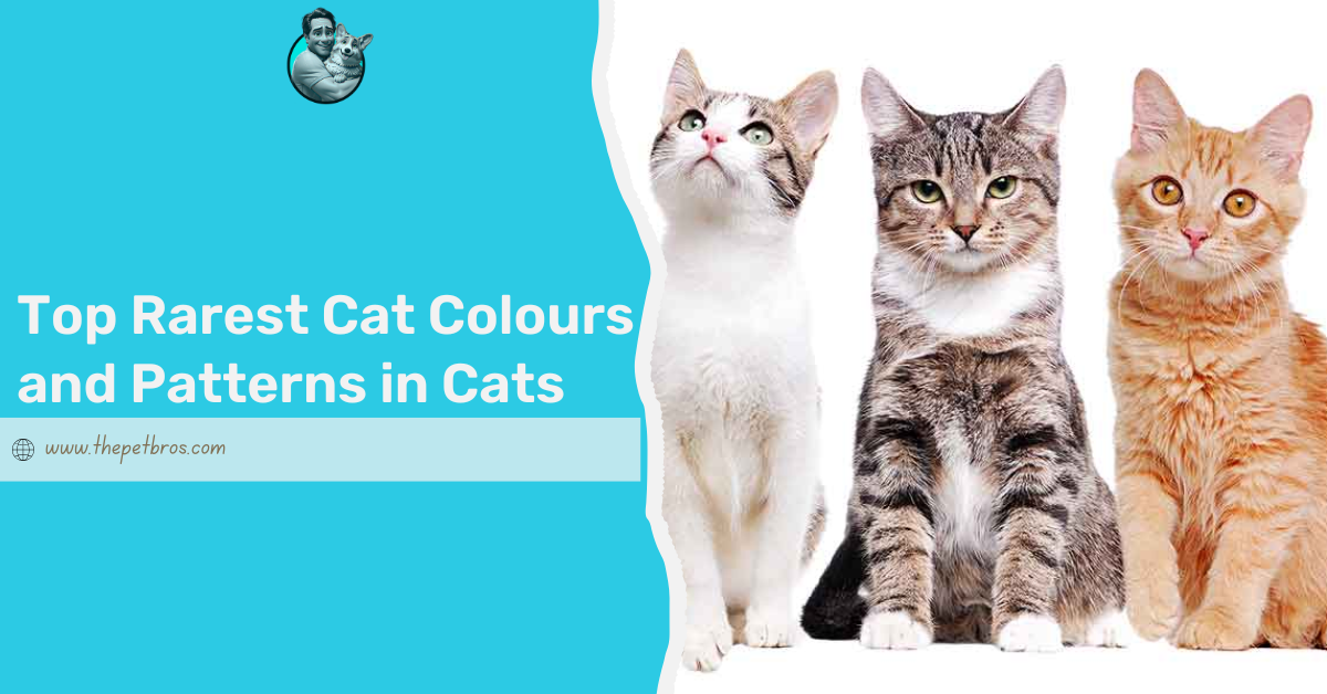 rarest cat colours