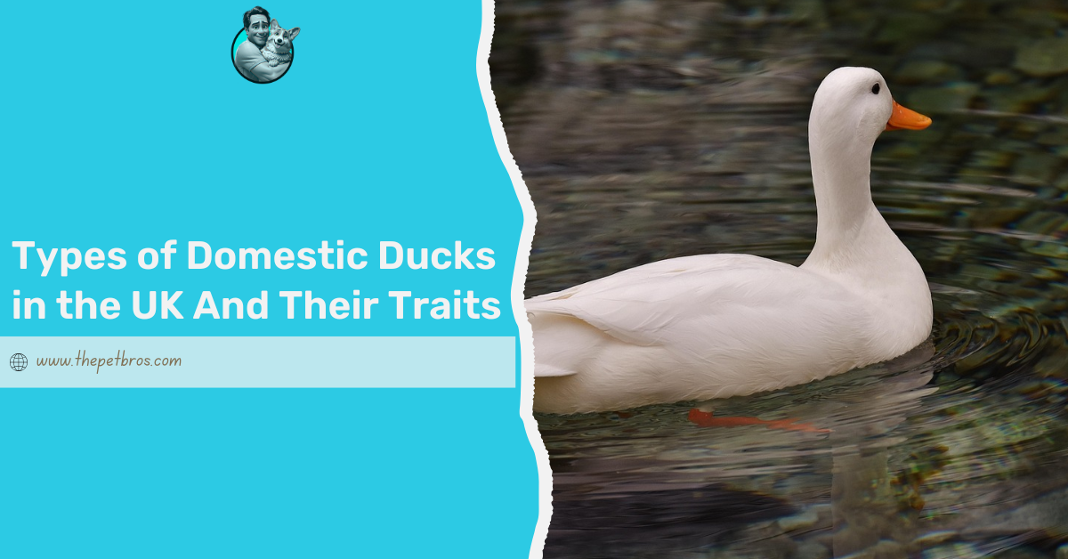 types of domestic ducks