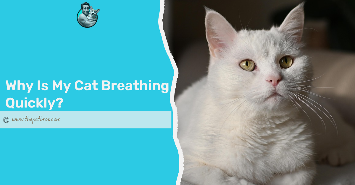 cat breathing quickly