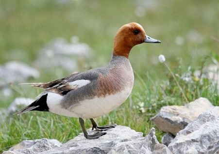 Wigeon