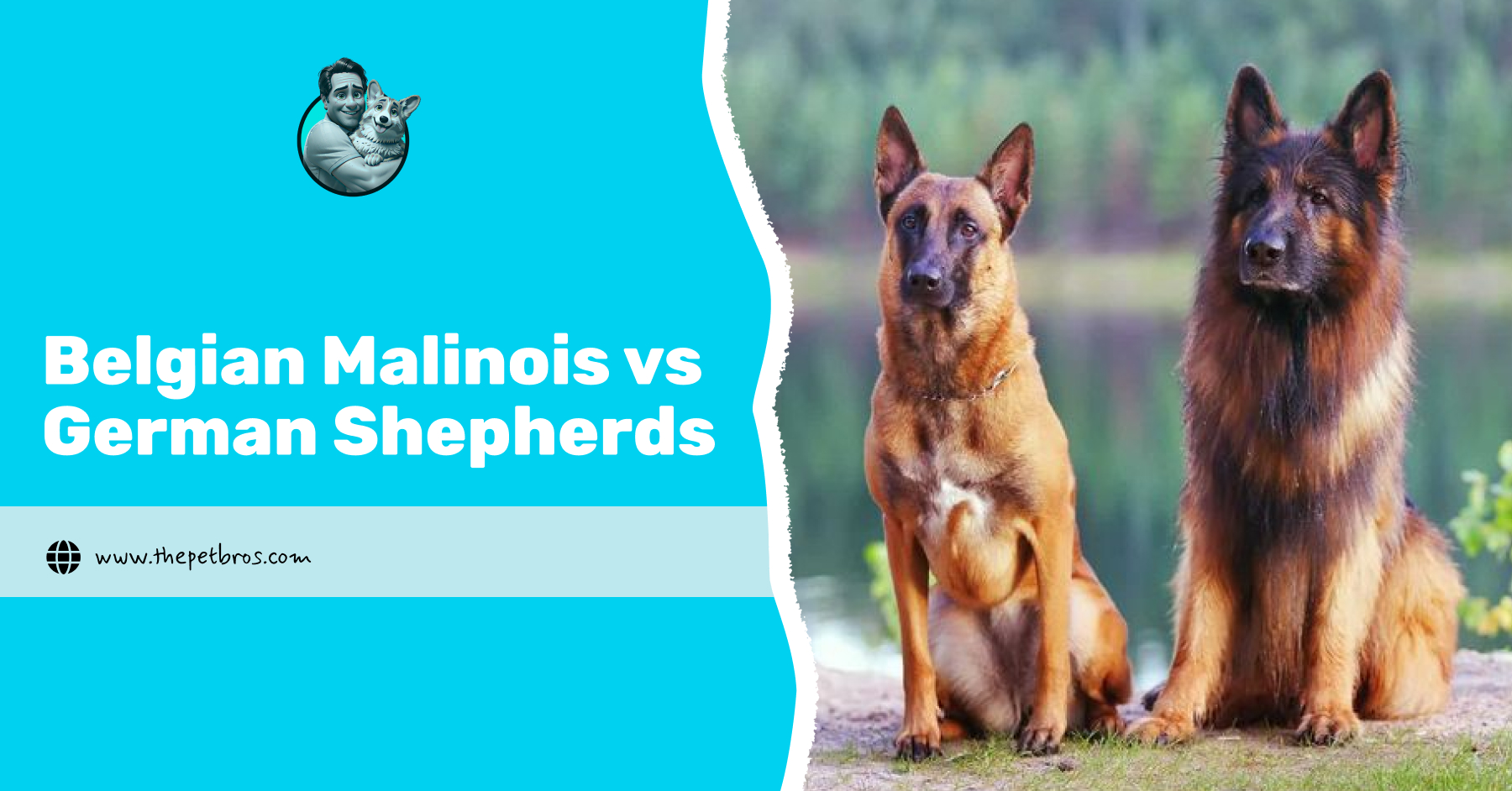 Belgian Malinois vs German Shepherds