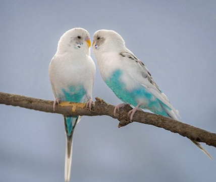 best pet birds for beginners