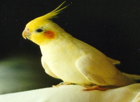 Sky Parrot 