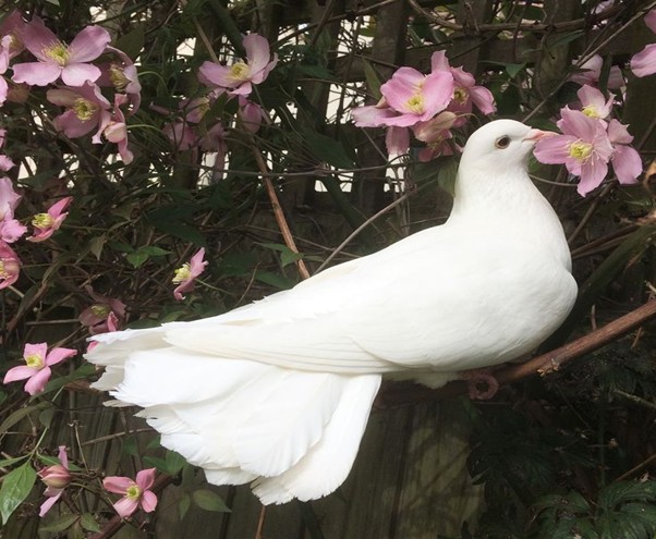 dove resting on a tree branch