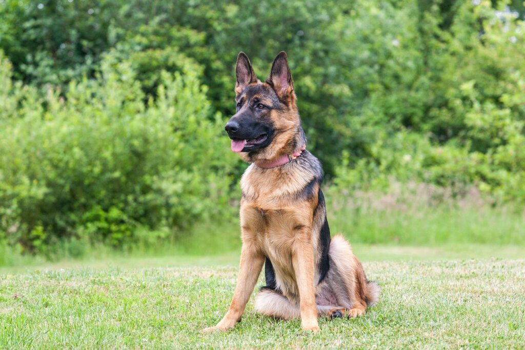 German Shepherds