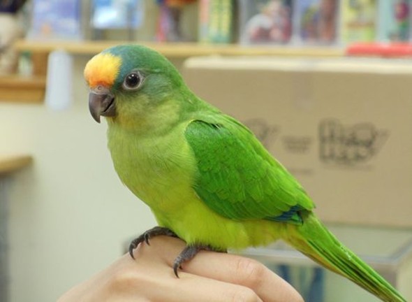 best pet birds for beginners
