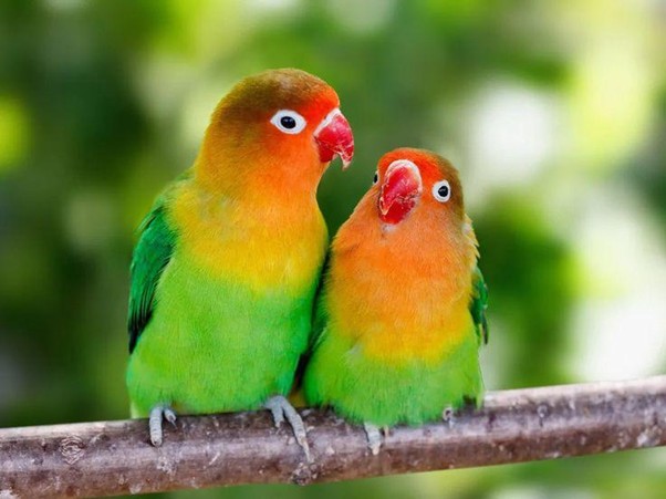 Lovebirds are one of the best pets for beginners in the UK