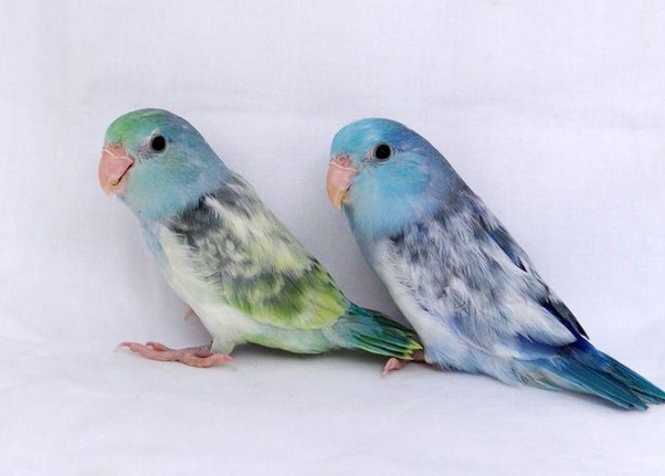 Parrotlets in the snow