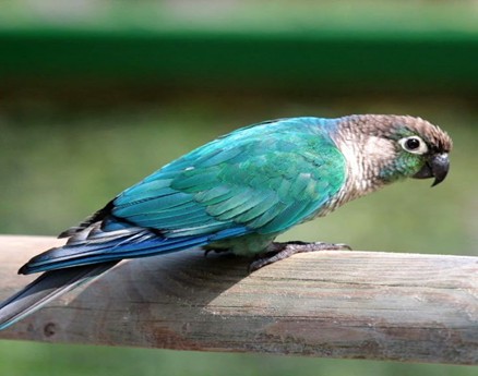 bird pets for beginners in the UK