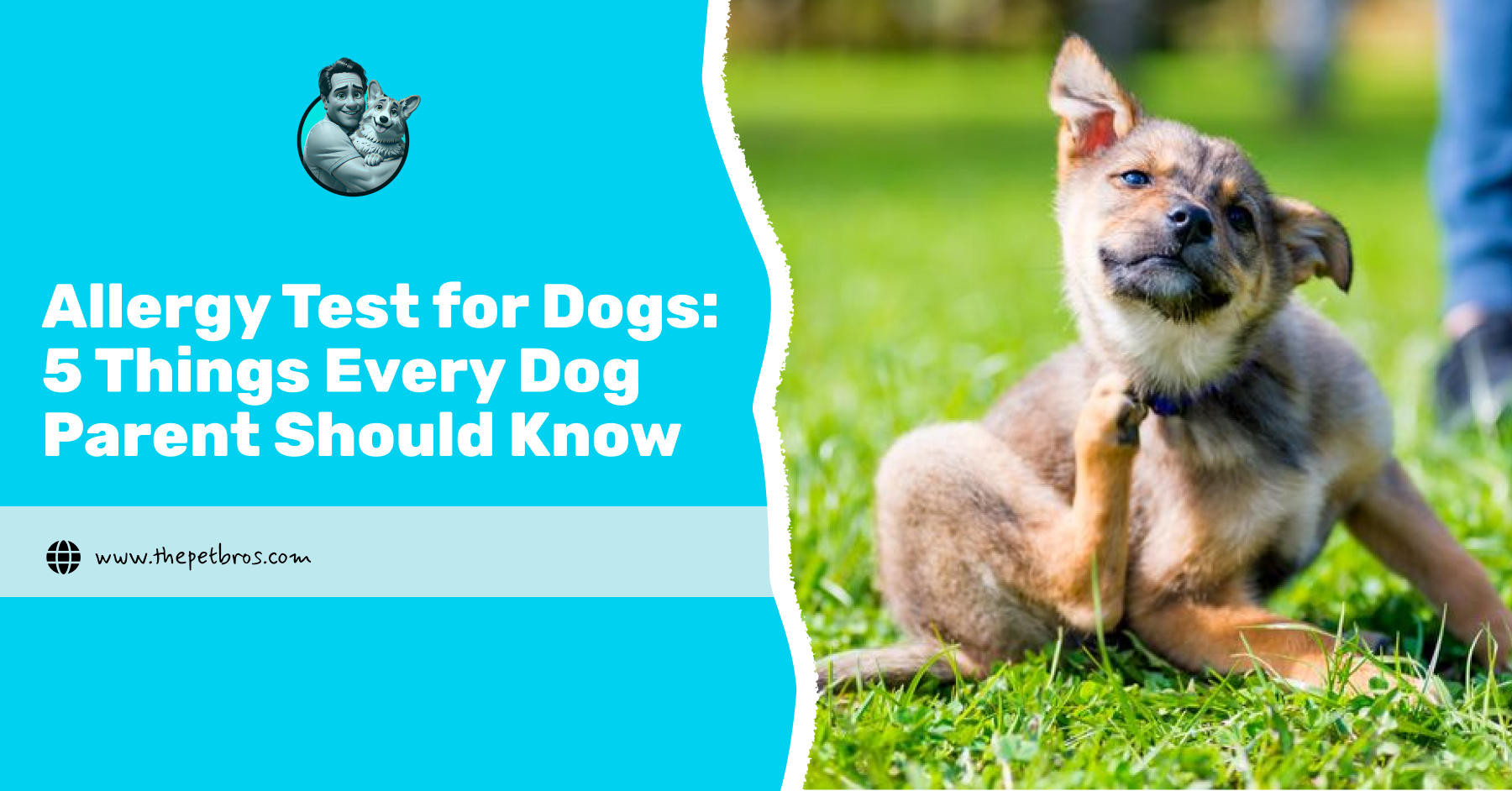allergy test for dogs